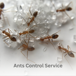 Ants Control